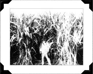 Dan Lundy's 8-foot stalks of cayana sugar cane were considered unique. The Shalimar Vineyards were established to develop the grape industry in Northwest Florida. For a time, the Shalimar Winery produced a high quality wine.
At that time, commercial fishing in Destin and Niceville was a marginal industry, basically a family enterprise.&nbsp;